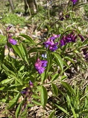 Lathyrus vernus