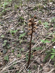 Orobanche krylowii