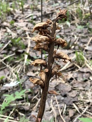 Orobanche krylowii