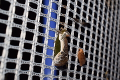 Stenoloba jankowskii