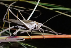 Antipodectes bituberculatus