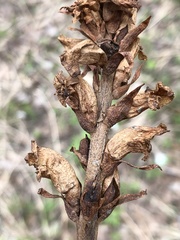 Orobanche krylowii