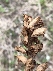 Orobanche krylowii