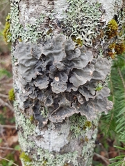 Lobaria scrobiculata image