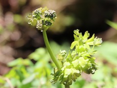 Thalictrum aquilegiifolium