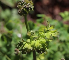 Thalictrum aquilegiifolium