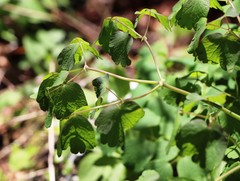 Thalictrum aquilegiifolium