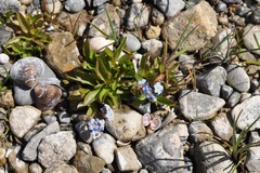 Myosotis rehsteineri