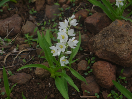 Musli (Chlorophytum tuberosum)