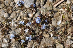 Myosotis rehsteineri
