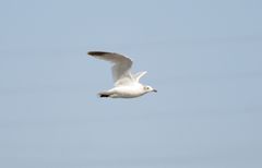 Ichthyaetus relictus