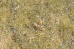 Ephydra glauca