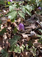Anemonoides nemorosa