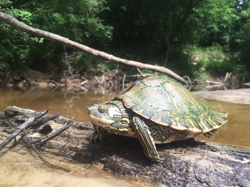 Pascagoula Map Turtle