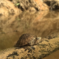 Sternotherus peltifer