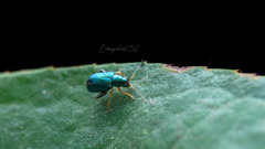 Aphthona strigosa