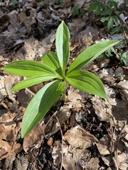 Lilium martagon