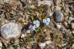 Myosotis rehsteineri