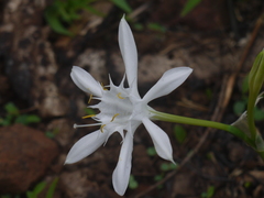 Pancratium triflorum