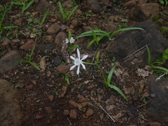 Pancratium triflorum
