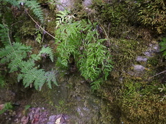 Cryptogramma stelleri
