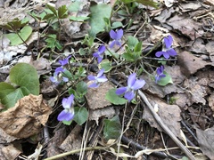 Viola collina