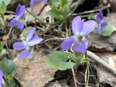 Viola collina