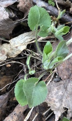 Viola collina