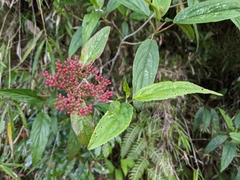 Viburnum urceolatum