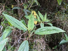 Viburnum urceolatum