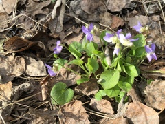 Viola collina