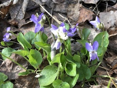 Viola collina