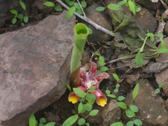 Curcuma mutabilis