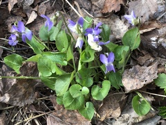 Viola collina