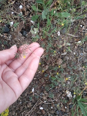 Hippocrepis ciliata