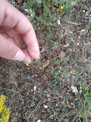Hippocrepis ciliata