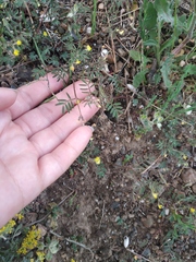 Hippocrepis ciliata