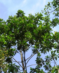 Campnosperma auriculatum