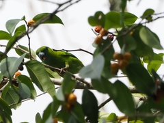 Bolbopsittacus lunulatus