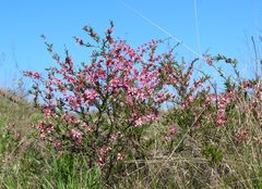 Prunus tenella