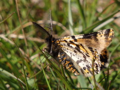 Eurranthis plummistaria