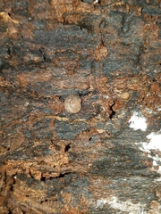 Austrochloritis iluka