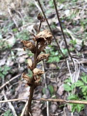 Orobanche krylowii