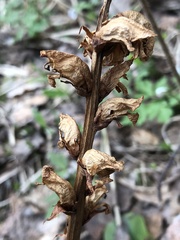 Orobanche krylowii
