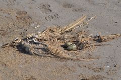 Recurvirostra avosetta