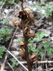 Orobanche krylowii