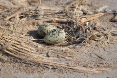 Recurvirostra avosetta