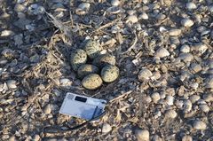 Recurvirostra avosetta