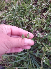 Valerianella echinata