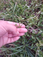 Valerianella echinata